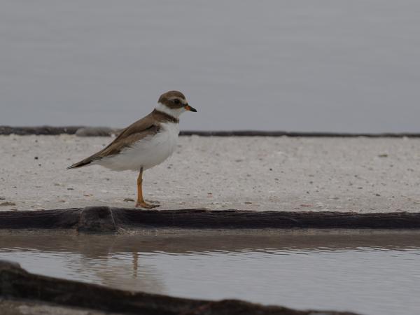 Amerikaanse bontbekplevier (Charadrius semipalmatus)